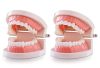 Teeth Model, Premium Dental Adult Standard Tooth Model Mouth Supplies for Dentist Students Kids Practice Teaching Studying Display Education Demonstration